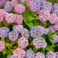 Lush Hydrangeas in Nantucket – Coastal Floral Fine Art Print, Pink & Purple Blooms by White Picket Fence, Summer New England Wall Art (Copy)