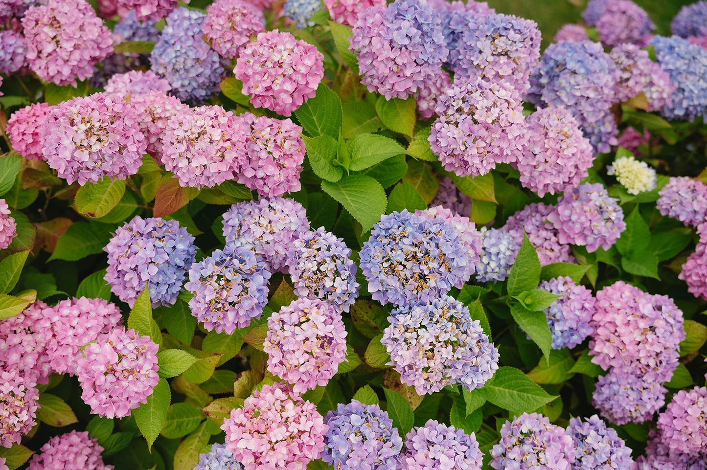 Lush Hydrangeas in Nantucket – Coastal Floral Fine Art Print, Pink & Purple Blooms by White Picket Fence, Summer New England Wall Art (Copy)