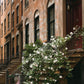 West Village Floral Brownstone Print – NYC Fine Art Photography, Romantic New York Architecture Wall Art, White Roses on Stoop