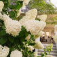 Lush Hydrangeas in Nantucket – Coastal Floral Fine Art Print, Pink & Purple Blooms by White Picket Fence, Summer New England Wall Art