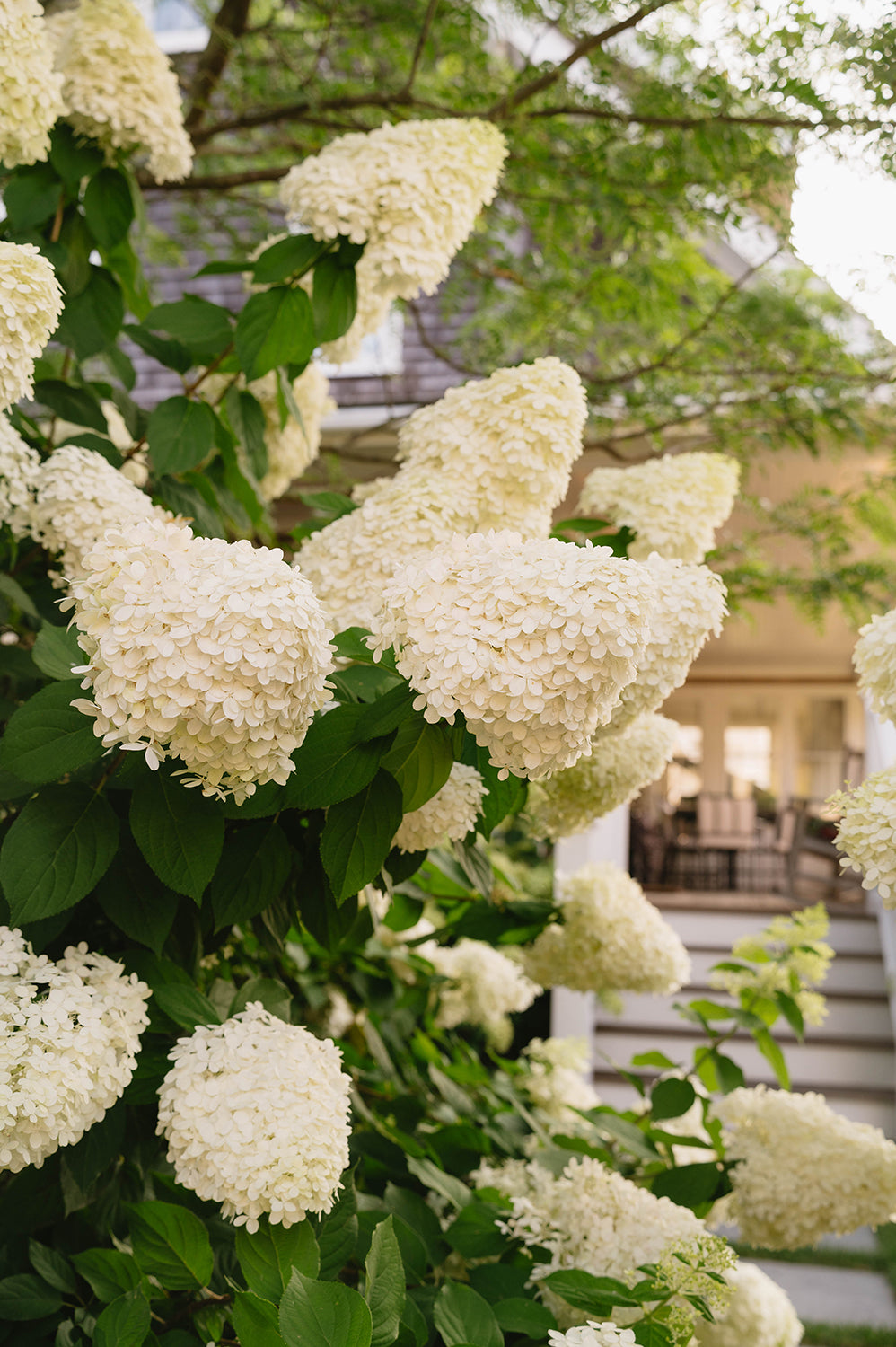 Lush Hydrangeas in Nantucket – Coastal Floral Fine Art Print, Pink & Purple Blooms by White Picket Fence, Summer New England Wall Art
