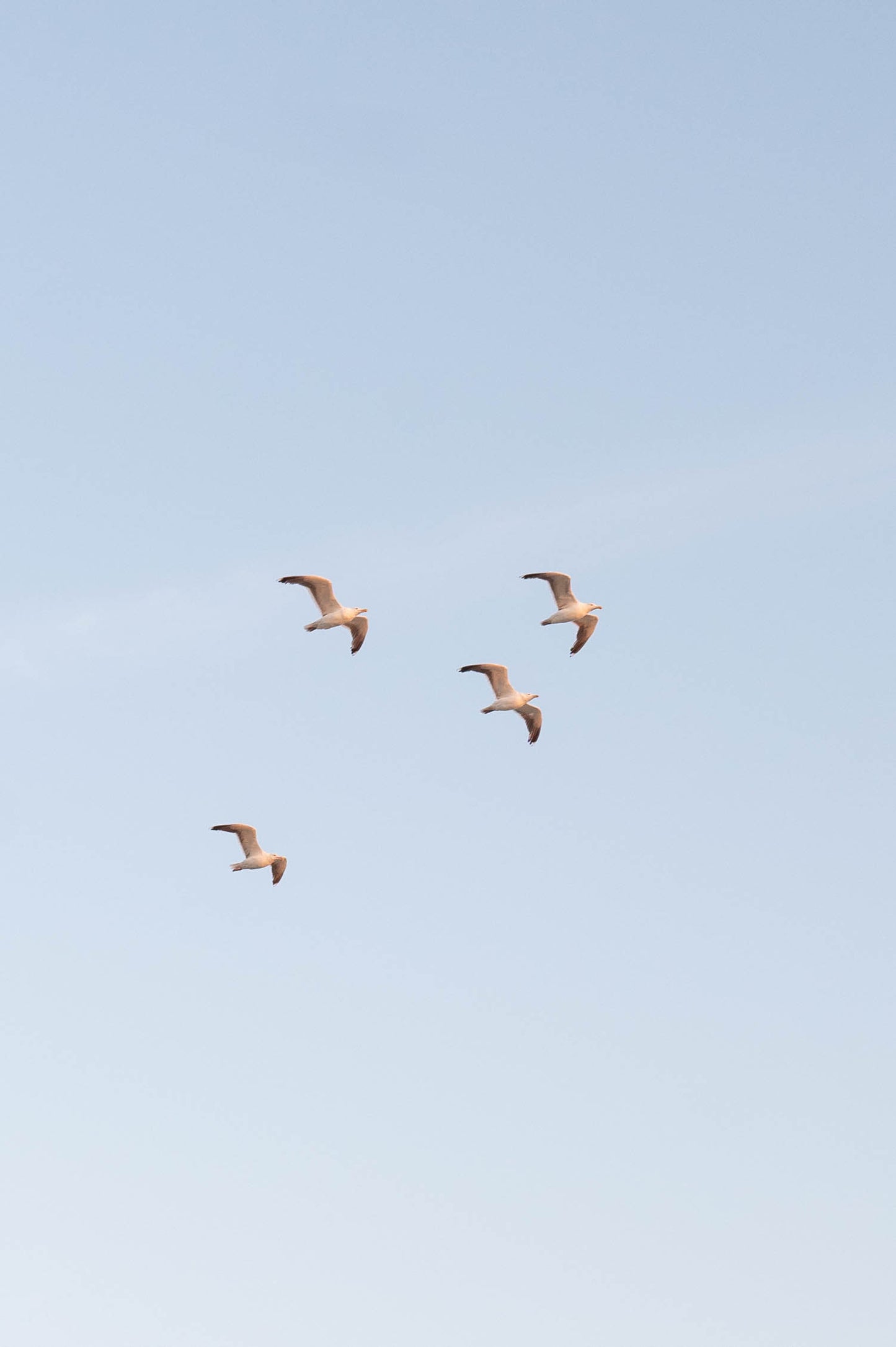 Seagull Wall Art Print, Coastal Sky Photography, Minimal Beach Decor, Soft Blue Coastal Art, Fine Art New England Print