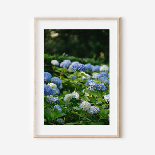 Nantucket Photography Print – Cape Cod Coastal Wall Art, Sconset Bluff Walk Ocean View, New England Beach House Decor (Copy)