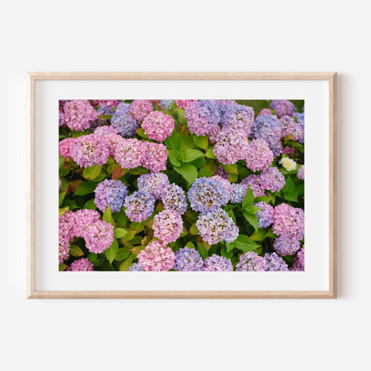 Lush Hydrangeas in Nantucket – Coastal Floral Fine Art Print, Pink & Purple Blooms by White Picket Fence, Summer New England Wall Art (Copy)