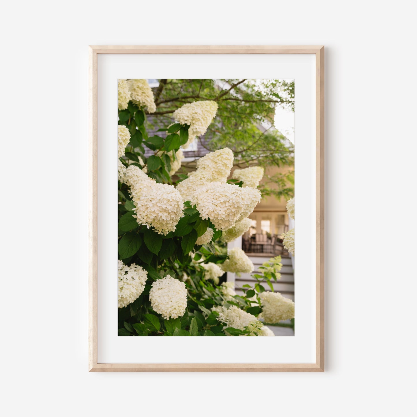 Lush Hydrangeas in Nantucket – Coastal Floral Fine Art Print, Pink & Purple Blooms by White Picket Fence, Summer New England Wall Art